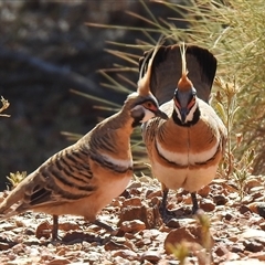 Geophaps plumifera (Spinifex Pigeon) at Opalton, QLD - 24 Aug 2025 by HelenCross