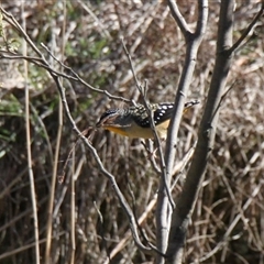 Pardalotus punctatus (Spotted Pardalote) at Weetangera, ACT - 24 Aug 2025 by VanceLawrence