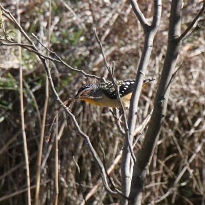 Pardalotus punctatus (Spotted Pardalote) at Weetangera, ACT - 24 Aug 2025 by VanceLawrence