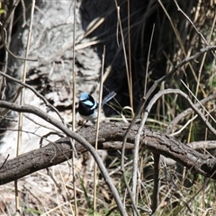 Malurus cyaneus (Superb Fairywren) at Weetangera, ACT - 24 Aug 2025 by VanceLawrence
