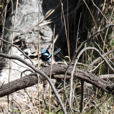 Malurus cyaneus (Superb Fairywren) at Weetangera, ACT - 24 Aug 2025 by VanceLawrence