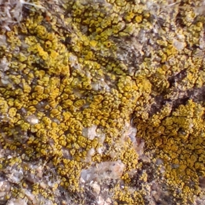 Unverified Lichen at Cooma, NSW - 24 Aug 2025 by mahargiani
