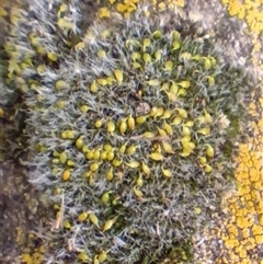 Grimmia sp. at Cooma, NSW - 24 Aug 2025 by mahargiani