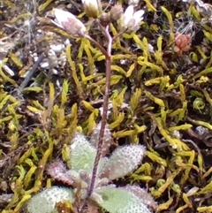 Erophila verna (Whitlow Grass) at Cooma, NSW - 24 Aug 2025 by mahargiani