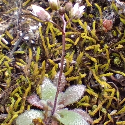 Erophila verna (Whitlow Grass) at Cooma, NSW - 24 Aug 2025 by mahargiani