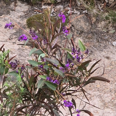 Hardenbergia violacea (False Sarsaparilla) at Isaacs, ACT - 24 Aug 2025 by Mike