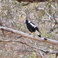 Gymnorhina tibicen (Australian Magpie) at Isaacs, ACT - 24 Aug 2025 by Mike