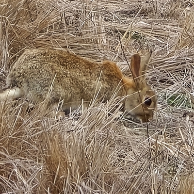 Oryctolagus cuniculus (European Rabbit) at Isaacs, ACT - 24 Aug 2025 by Mike