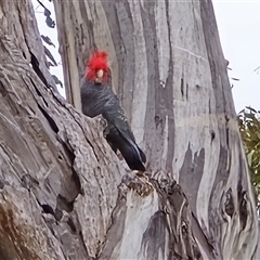 Callocephalon fimbriatum (Gang-gang Cockatoo) at Isaacs, ACT - 24 Aug 2025 by Mike