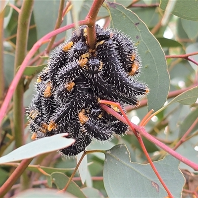 Perginae sp. (subfamily) (Unidentified pergine sawfly) at Isaacs, ACT - 24 Aug 2025 by Mike