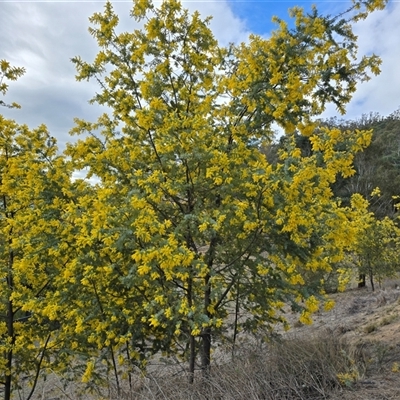Acacia baileyana (Cootamundra Wattle, Golden Mimosa) at Isaacs, ACT - 24 Aug 2025 by Mike