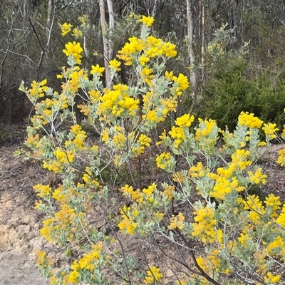 Acacia podalyriifolia (Queensland Silver Wattle) at Isaacs, ACT - 24 Aug 2025 by Mike