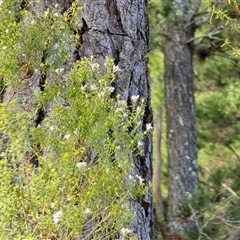 Westringia eremicola at Isaacs, ACT - 24 Aug 2025 by Mike