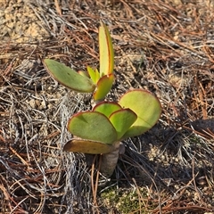 Cotyledon orbiculata (Cotyledon) at Isaacs, ACT - 24 Aug 2025 by Mike
