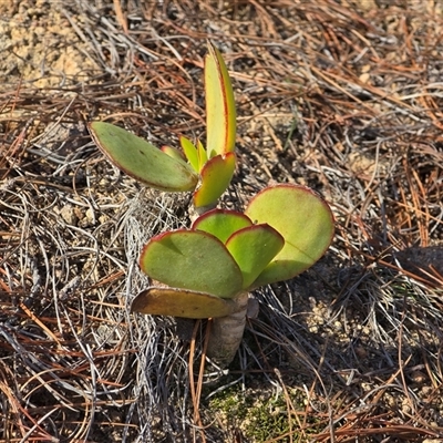 Cotyledon orbiculata (Cotyledon) at Isaacs, ACT - 24 Aug 2025 by Mike