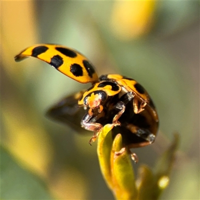 Harmonia conformis (Common Spotted Ladybird) at Nicholls, ACT - 24 Aug 2025 by Hejor1