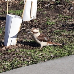 Dacelo novaeguineae (Laughing Kookaburra) at Ulladulla, NSW - 15 Aug 2025 by Clarel