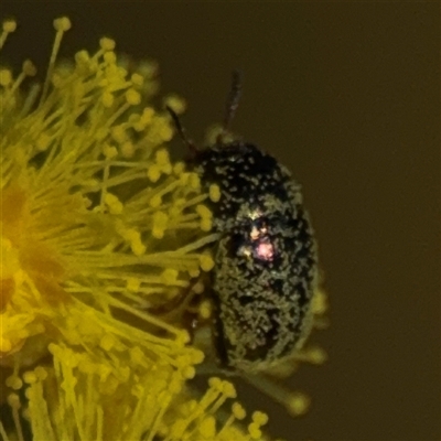 Ditropidus sp. (genus) at Nicholls, ACT - 24 Aug 2025 by Hejor1