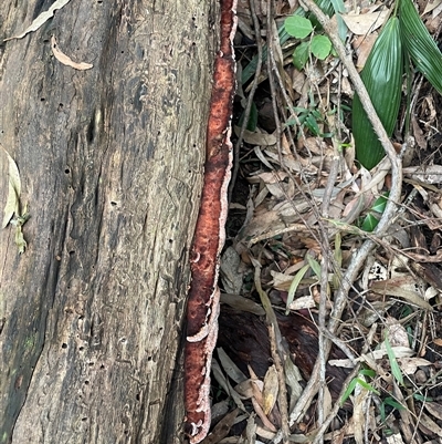 Rhodofomitopsis lilacinogilva complex (Lilac Shelf Fungus) at Mount Keira, NSW - 16 Aug 2025 by Clarel