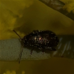 Alticini (tribe) (Unidentified flea beetle) at Nicholls, ACT - 24 Aug 2025 by Hejor1