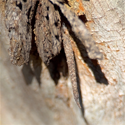 Conoeca guildingi (A case moth) at Nicholls, ACT - 24 Aug 2025 by Hejor1