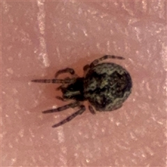 Araneinae (subfamily) at Nicholls, ACT - 24 Aug 2025 by Hejor1