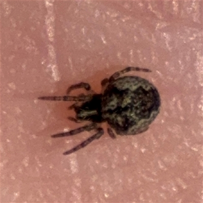 Araneinae (subfamily) at Nicholls, ACT - 24 Aug 2025 by Hejor1