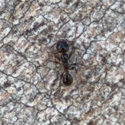Myrmicinae (subfamily) at Nicholls, ACT - 24 Aug 2025 by Hejor1