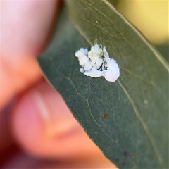 Glycaspis sp. (genus) at Nicholls, ACT - 24 Aug 2025 by Hejor1