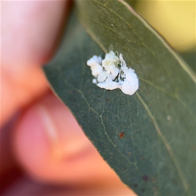 Glycaspis sp. (genus) at Nicholls, ACT - 24 Aug 2025 by Hejor1