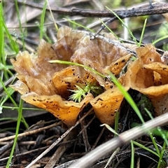 Podoscypha petalodes at Hackett, ACT - 1 Aug 2025 by Clarel