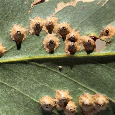 Eucalyptus insect gall at Nicholls, ACT - 24 Aug 2025 by Hejor1