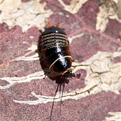 Ellipsidion australe (Austral Ellipsidion cockroach) at Nicholls, ACT - 24 Aug 2025 by Hejor1