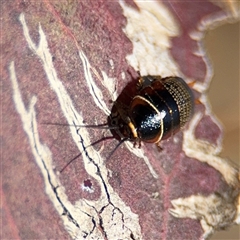 Ellipsidion australe at Nicholls, ACT - 24 Aug 2025 12:28 PM