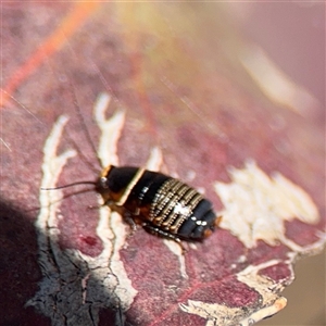 Ellipsidion australe at Nicholls, ACT - 24 Aug 2025 12:28 PM