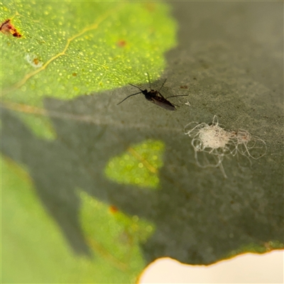 Sciaroidea sp. (Superfamily) (A fungus gnat or gall midge) at Nicholls, ACT - 24 Aug 2025 by Hejor1