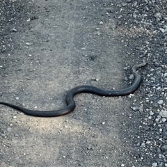 Pseudechis porphyriacus (Red-bellied Black Snake) at Burrinjuck, NSW - 24 Aug 2025 by sduus