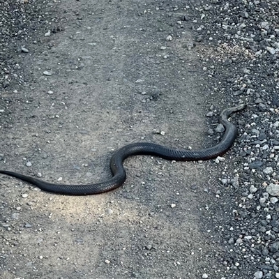 Pseudechis porphyriacus (Red-bellied Black Snake) at Burrinjuck, NSW - 24 Aug 2025 by sduus