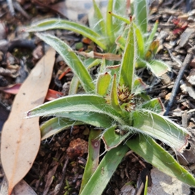 Luzula densiflora (Dense Wood-rush) at Hawker, ACT - 24 Aug 2025 by sangio7
