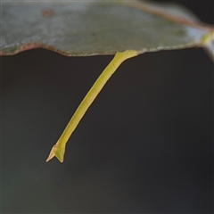 Geometrinae (subfamily) (subfamily, Emeralds) at Nicholls, ACT - 28 Sep 2025 by Hejor1