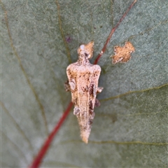 Hyalarcta nigrescens (Ribbed Case Moth) at Nicholls, ACT - 24 Aug 2025 by Hejor1