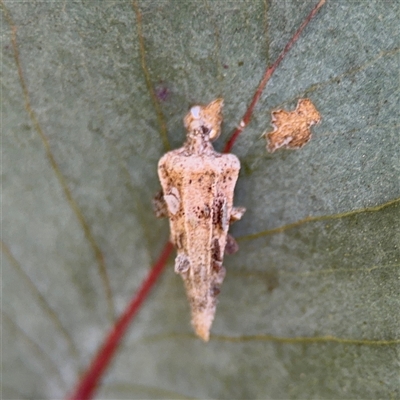 Hyalarcta nigrescens (Ribbed Case Moth) at Nicholls, ACT - 24 Aug 2025 by Hejor1