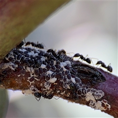 Iridomyrmex sp. (genus) (Ant) at Nicholls, ACT - 24 Aug 2025 by Hejor1