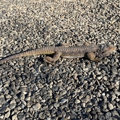 Pogona barbata (Eastern Bearded Dragon) at Bookham, NSW - 24 Aug 2025 by sduus