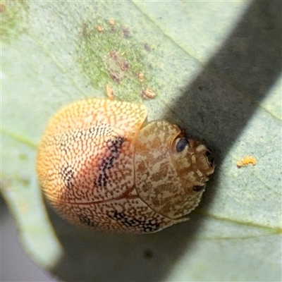 Paropsis atomaria (Eucalyptus leaf beetle) at Nicholls, ACT - 24 Aug 2025 by Hejor1