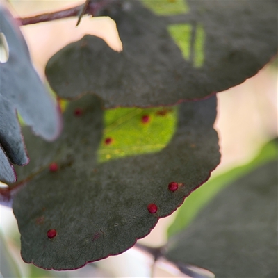 Eucalyptus insect gall at Nicholls, ACT - 24 Aug 2025 by Hejor1