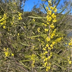 Acacia dawsonii (Dawson's Wattle) at Burrinjuck, NSW - 24 Aug 2025 by sduus