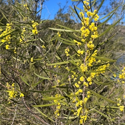 Acacia dawsonii (Dawson's Wattle) at Burrinjuck, NSW - 24 Aug 2025 by sduus