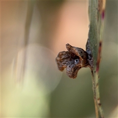 Hemiptera (order) at Nicholls, ACT - 24 Aug 2025 by Hejor1