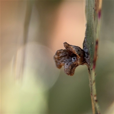 Hemiptera (order) at Nicholls, ACT - 24 Aug 2025 by Hejor1